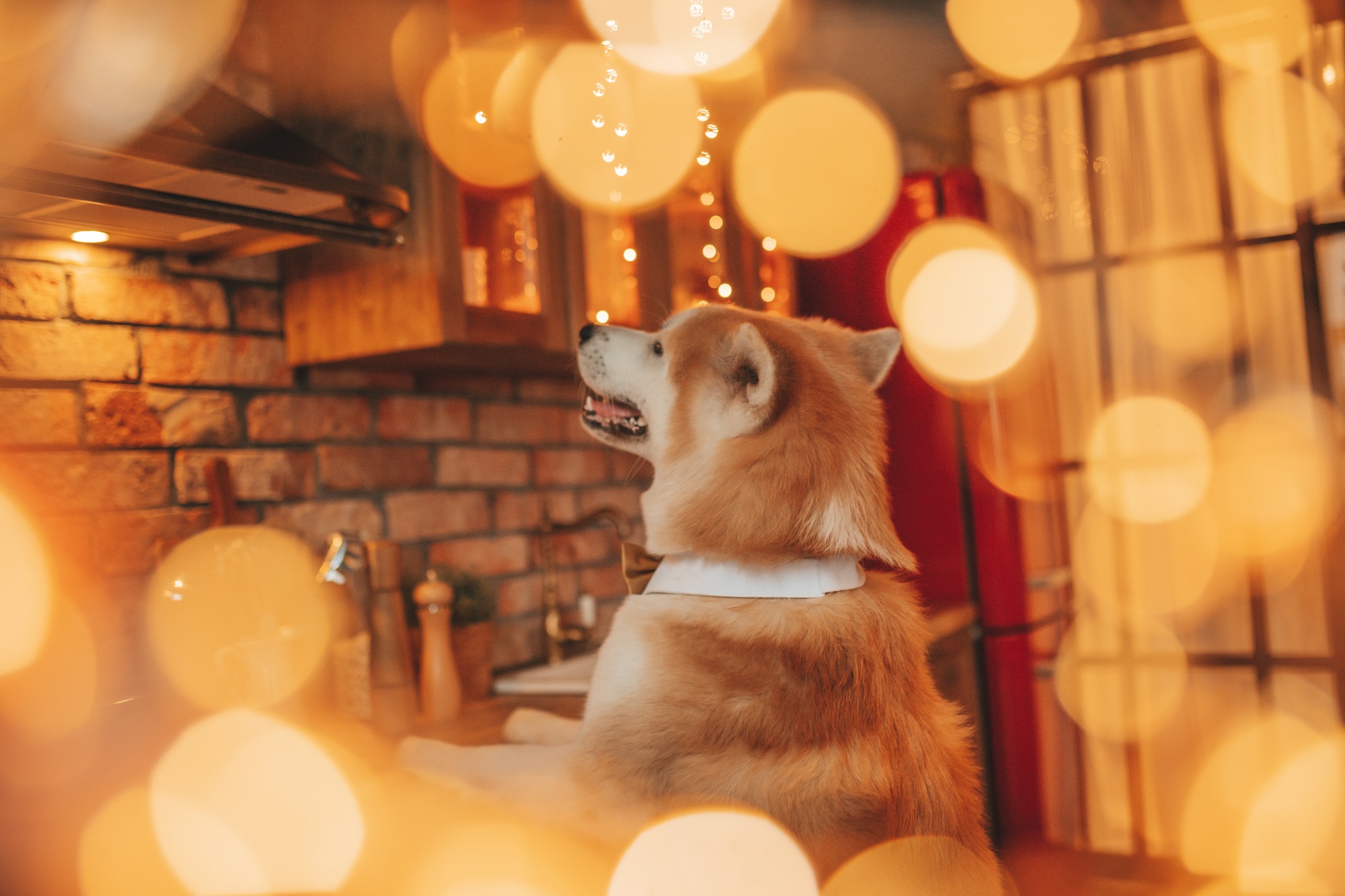 chalet hund